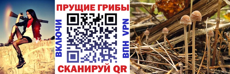 даркнет какой сайт  Медынь  Галлюциногенные грибы прущие грибы 